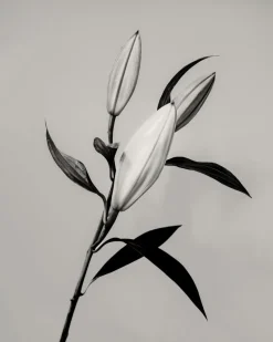 Hot Pamono Guy Sargent, The Lily, Archival Pigment Print
