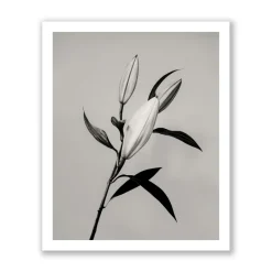 Hot Pamono Guy Sargent, The Lily, Archival Pigment Print