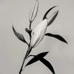 Hot Pamono Guy Sargent, The Lily, Archival Pigment Print