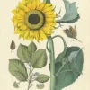 New Pamono Hand-Colored Botanical Lithograph of Sunflower and Linden Tree, Calwer, 1854, Print