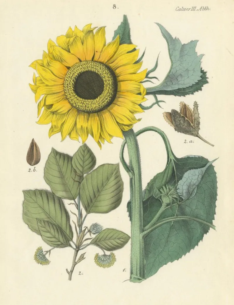 New Pamono Hand-Colored Botanical Lithograph of Sunflower and Linden Tree, Calwer, 1854, Print