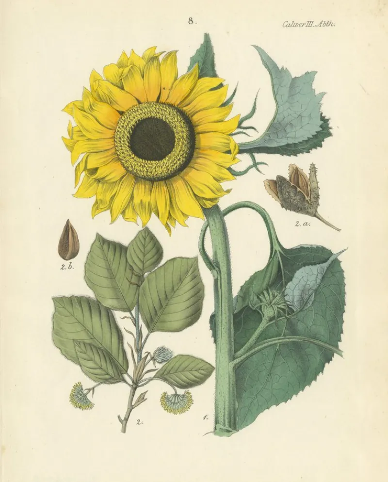 New Pamono Hand-Colored Botanical Lithograph of Sunflower and Linden Tree, Calwer, 1854, Print