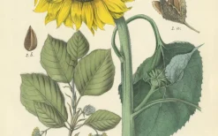 New Pamono Hand-Colored Botanical Lithograph of Sunflower and Linden Tree, Calwer, 1854, Print