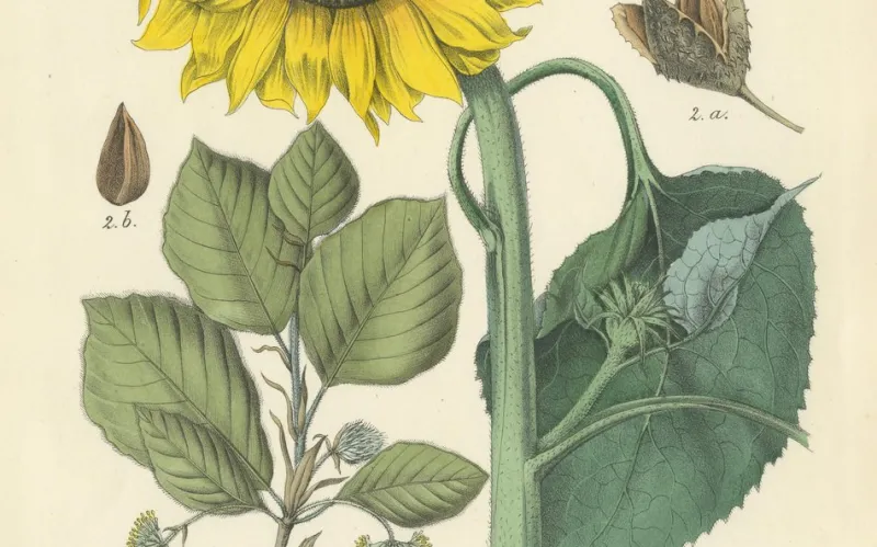 New Pamono Hand-Colored Botanical Lithograph of Sunflower and Linden Tree, Calwer, 1854, Print