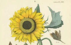 New Pamono Hand-Colored Botanical Lithograph of Sunflower and Linden Tree, Calwer, 1854, Print