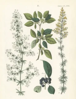 Hot Pamono Hand-Colored Botanical Lithograph of Madder, Buckthorn, Cleavers, 1854, Print