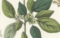 Hot Pamono Hand-Colored Botanical Lithograph of Madder, Buckthorn, Cleavers, 1854, Print