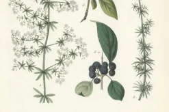 Hot Pamono Hand-Colored Botanical Lithograph of Madder, Buckthorn, Cleavers, 1854, Print