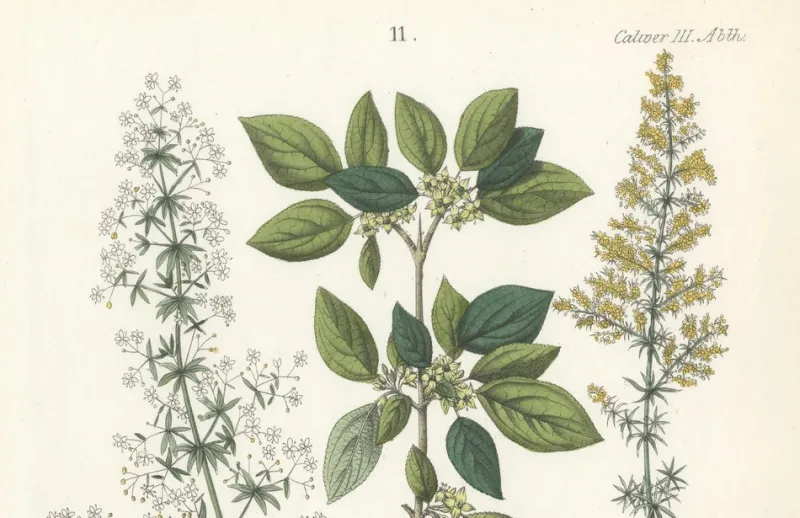Hot Pamono Hand-Colored Botanical Lithograph of Madder, Buckthorn, Cleavers, 1854, Print