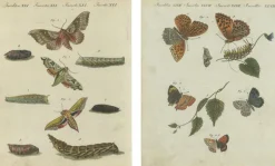 Pamono Hawk-Moths and Butterflies: Hand-Colored Engravings, Published, 1805, Print> Work On Paper