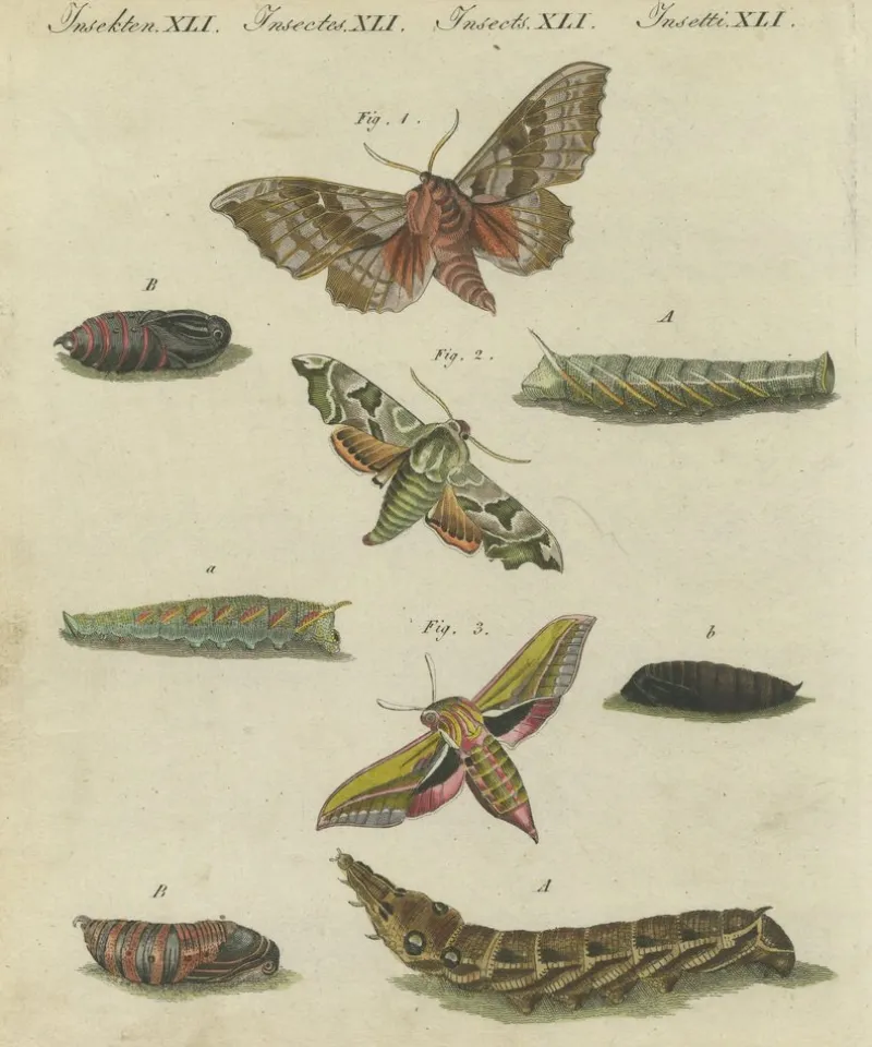 Pamono Hawk-Moths and Butterflies: Hand-Colored Engravings, Published, 1805, Print> Work On Paper