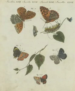 Pamono Hawk-Moths and Butterflies: Hand-Colored Engravings, Published, 1805, Print><noscript><img width=