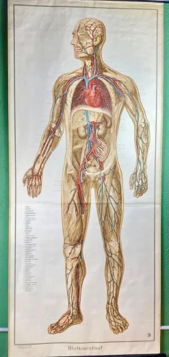 Pamono Human Body Poster, 1952> Posters