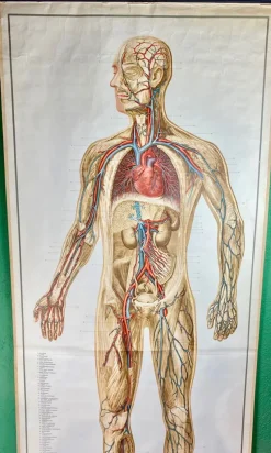 Pamono Human Body Poster, 1952><noscript><img width=