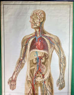 Pamono Human Body Poster, 1952><noscript><img width=