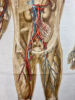 Pamono Human Body Poster, 1952><noscript><img width=