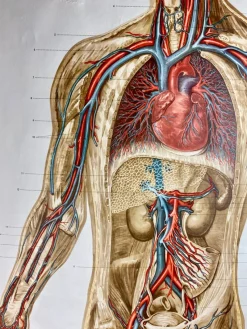 Pamono Human Body Poster, 1952><noscript><img width=