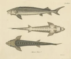 Pamono Illustration of the European Sea Sturgeon or the Atlantic or Common Sturgeon, 1860, Print> Posters