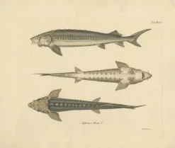 Pamono Illustration of the European Sea Sturgeon or the Atlantic or Common Sturgeon, 1860, Print> Posters