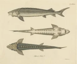 Pamono Illustration of the European Sea Sturgeon or the Atlantic or Common Sturgeon, 1860, Print><noscript><img width=