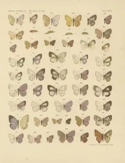 Pamono Javanese Butterflies, 1908-1910, Chromolithograph on Paper, Set of 3> Prints & Multiples