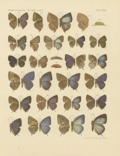 Pamono Javanese Butterflies, 1908-1910, Chromolithograph on Paper, Set of 3><noscript><img width=