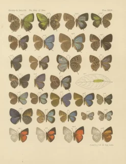 Pamono Javanese Butterflies, 1908-1910, Chromolithograph on Paper, Set of 3><noscript><img width=