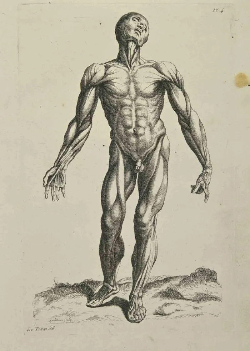 Pamono Jean François Poletnich, Anatomy Studies Muscles after Titian, Etching, 1755> Old Masters