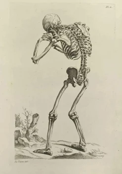 Pamono Jean François Poletnich, Skeleton after Titian, Etching, 1755> Old Masters