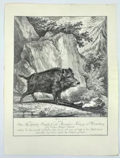 Pamono Johann Elias Ridinger, Wild Boar, Etching, 18th Century> Old Masters