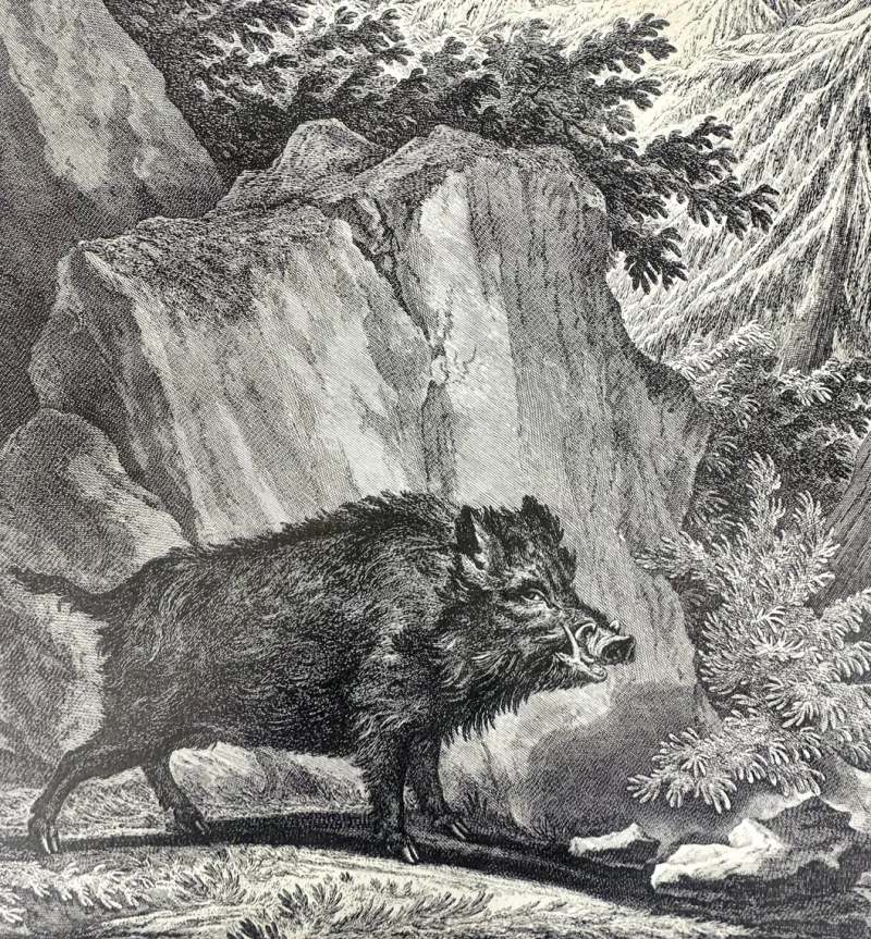 Pamono Johann Elias Ridinger, Wild Boar, Etching, 18th Century> Old Masters