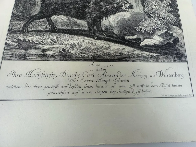 Pamono Johann Elias Ridinger, Wild Boar, Etching, 18th Century> Old Masters