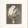 Discount Pamono Karl Blossfeldt, Natural Grace, 1942, Photogravure, Framed