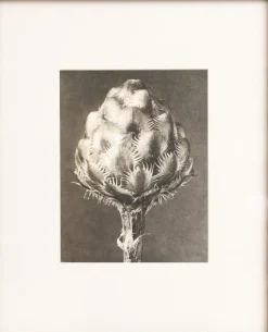 Discount Pamono Karl Blossfeldt, Natural Grace, 1942, Photogravure, Framed