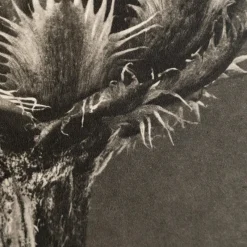 Discount Pamono Karl Blossfeldt, Natural Grace, 1942, Photogravure, Framed