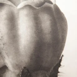 Pamono Karl Blossfeldt, Natural Grace, 1942, Photogravure, Framed><noscript><img width=