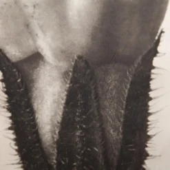 Pamono Karl Blossfeldt, Natural Grace, 1942, Photogravure, Framed><noscript><img width=