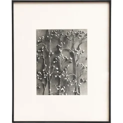 Pamono Karl Blossfeldt, Natural Grace, 1942, Photogravure, Framed