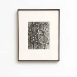 Pamono Karl Blossfeldt, Natural Grace, 1942, Photogravure, Framed
