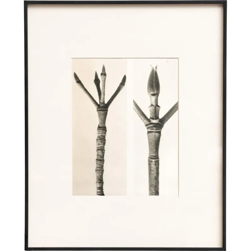 Pamono Karl Blossfeldt, Natural Grace, 1942, Photogravure, Framed> Photography