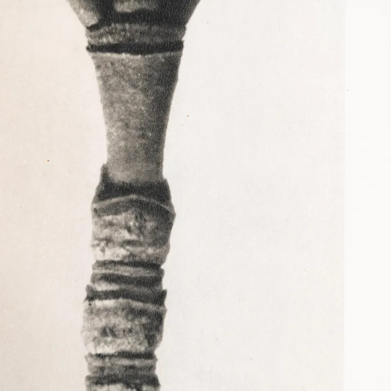 Pamono Karl Blossfeldt, Natural Grace, 1942, Photogravure, Framed> Photography