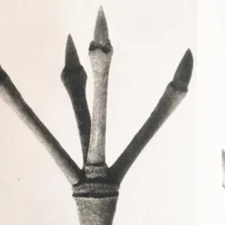Pamono Karl Blossfeldt, Natural Grace, 1942, Photogravure, Framed><noscript><img width=