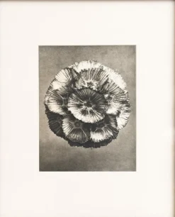 Pamono Karl Blossfeldt, Natural Grace, 1942, Photogravure, Framed> Photography