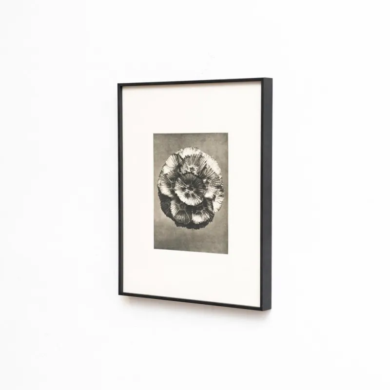 Pamono Karl Blossfeldt, Natural Grace, 1942, Photogravure, Framed> Photography