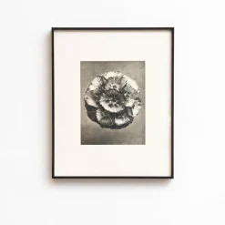 Pamono Karl Blossfeldt, Natural Grace, 1942, Photogravure, Framed><noscript><img width=