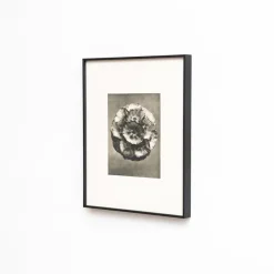 Pamono Karl Blossfeldt, Natural Grace, 1942, Photogravure, Framed><noscript><img width=