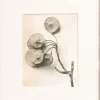 Sale Pamono Karl Blossfeldt, Natural Grace, 1942, Photogravure, Framed
