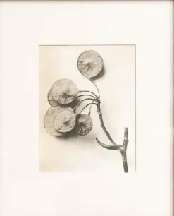 Sale Pamono Karl Blossfeldt, Natural Grace, 1942, Photogravure, Framed