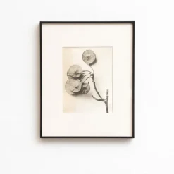 Sale Pamono Karl Blossfeldt, Natural Grace, 1942, Photogravure, Framed