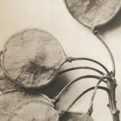 Sale Pamono Karl Blossfeldt, Natural Grace, 1942, Photogravure, Framed